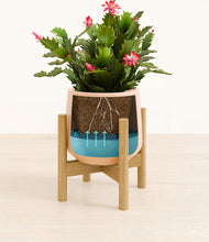 Load image into Gallery viewer, Gentle Pink stand:bamboo