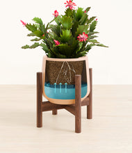 Load image into Gallery viewer, Gentle Pink stand:walnut