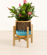 Load image into Gallery viewer, Mustard stand:bamboo