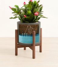 Load image into Gallery viewer, Dark Olive stand:walnut