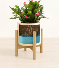 Load image into Gallery viewer, Cream stand:bamboo