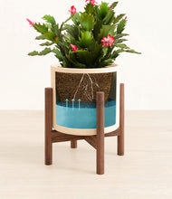 Load image into Gallery viewer, Cream stand:walnut