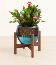 Load image into Gallery viewer, Deep Navy stand:walnut