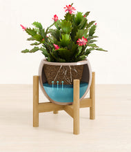 Load image into Gallery viewer, Desert Brown stand:bamboo