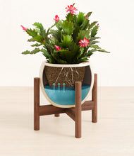 Load image into Gallery viewer, Shiny EggWhite stand:walnut