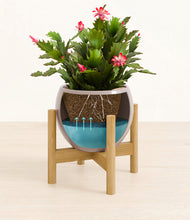 Load image into Gallery viewer, Winter Clouds stand:bamboo