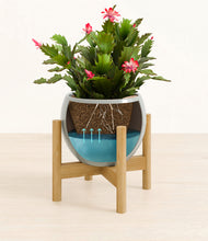 Load image into Gallery viewer, Deep Ocean stand:bamboo