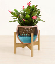 Load image into Gallery viewer, Calm Rose stand:bamboo