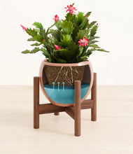 Load image into Gallery viewer, Calm Rose stand:walnut