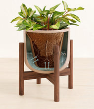 Load image into Gallery viewer, Sandy Pink stand:walnut