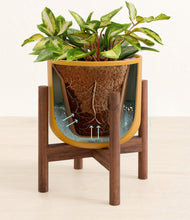 Load image into Gallery viewer, Sunset Orange stand:walnut