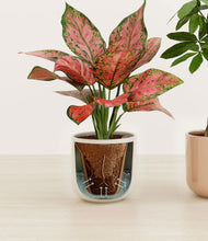 Load image into Gallery viewer, Rose Petal stand:all