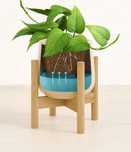 Load image into Gallery viewer, Almond Green stand:bamboo