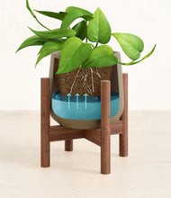 Load image into Gallery viewer, Olive stand:walnut