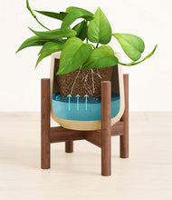 Load image into Gallery viewer, Almond Green stand:walnut