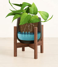 Load image into Gallery viewer, Black stand:walnut