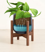 Load image into Gallery viewer, Deep Navy stand:walnut