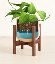 Load image into Gallery viewer, Gentle Pink stand:walnut