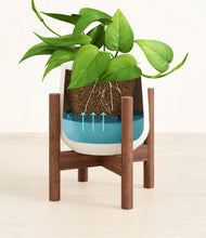 Load image into Gallery viewer, White stand:walnut