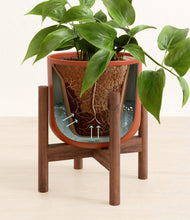 Load image into Gallery viewer, Earth Red stand:walnut