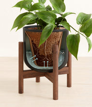 Load image into Gallery viewer, Stone Black stand:walnut