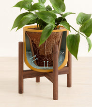 Load image into Gallery viewer, Sunset Orange stand:walnut