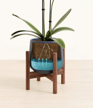 Load image into Gallery viewer, Deep Navy stand:walnut