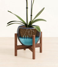 Load image into Gallery viewer, Deep Navy stand:walnut