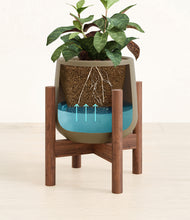 Load image into Gallery viewer, Olive stand:walnut