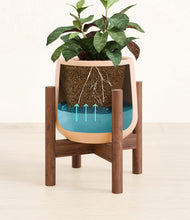 Load image into Gallery viewer, Gentle Pink stand:walnut