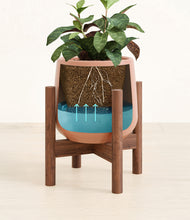 Load image into Gallery viewer, Calm Rose stand:walnut