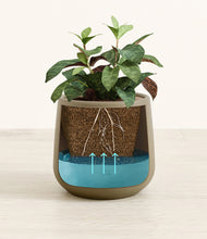 Load image into Gallery viewer, Olive