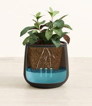 Load image into Gallery viewer, Black