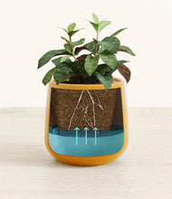 Load image into Gallery viewer, Mustard