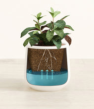 Load image into Gallery viewer, White