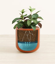 Load image into Gallery viewer, Glossy Red