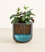 Load image into Gallery viewer, Iron Gray