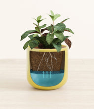 Load image into Gallery viewer, Mustard