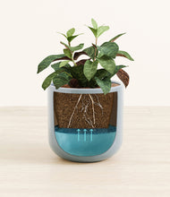 Load image into Gallery viewer, Misty Blue