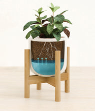 Load image into Gallery viewer, Cotton White stand:bamboo