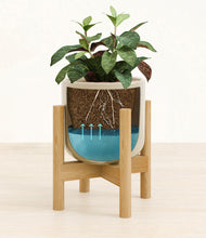 Load image into Gallery viewer, Sage Green stand:bamboo