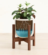 Load image into Gallery viewer, Cotton White stand:walnut