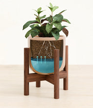 Load image into Gallery viewer, Glossy Pink stand:walnut