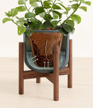 Load image into Gallery viewer, Iron Gray stand:walnut