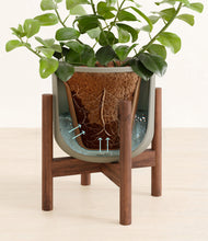 Load image into Gallery viewer, Sage Green stand:walnut