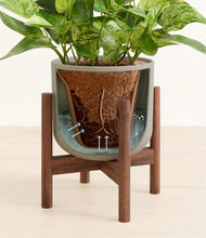Load image into Gallery viewer, Sage Green stand:walnut