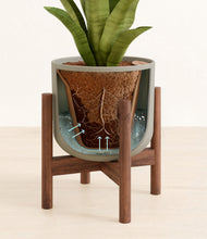 Load image into Gallery viewer, Sage Green stand:walnut