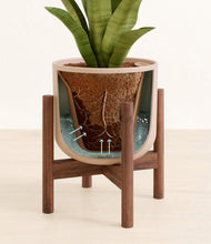 Load image into Gallery viewer, Sandy Pink stand:walnut