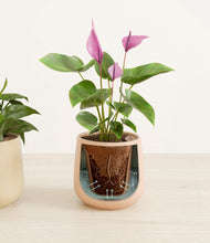 Load image into Gallery viewer, Desert stand:all