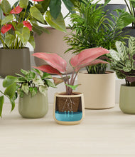 Load image into Gallery viewer, Countryside stand:all